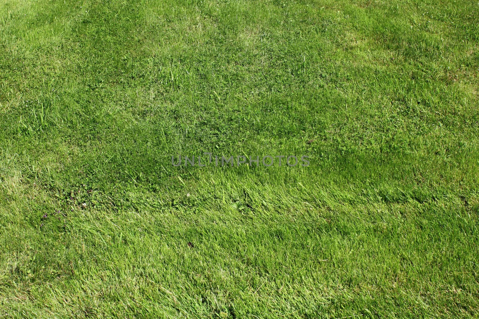 Green grass background