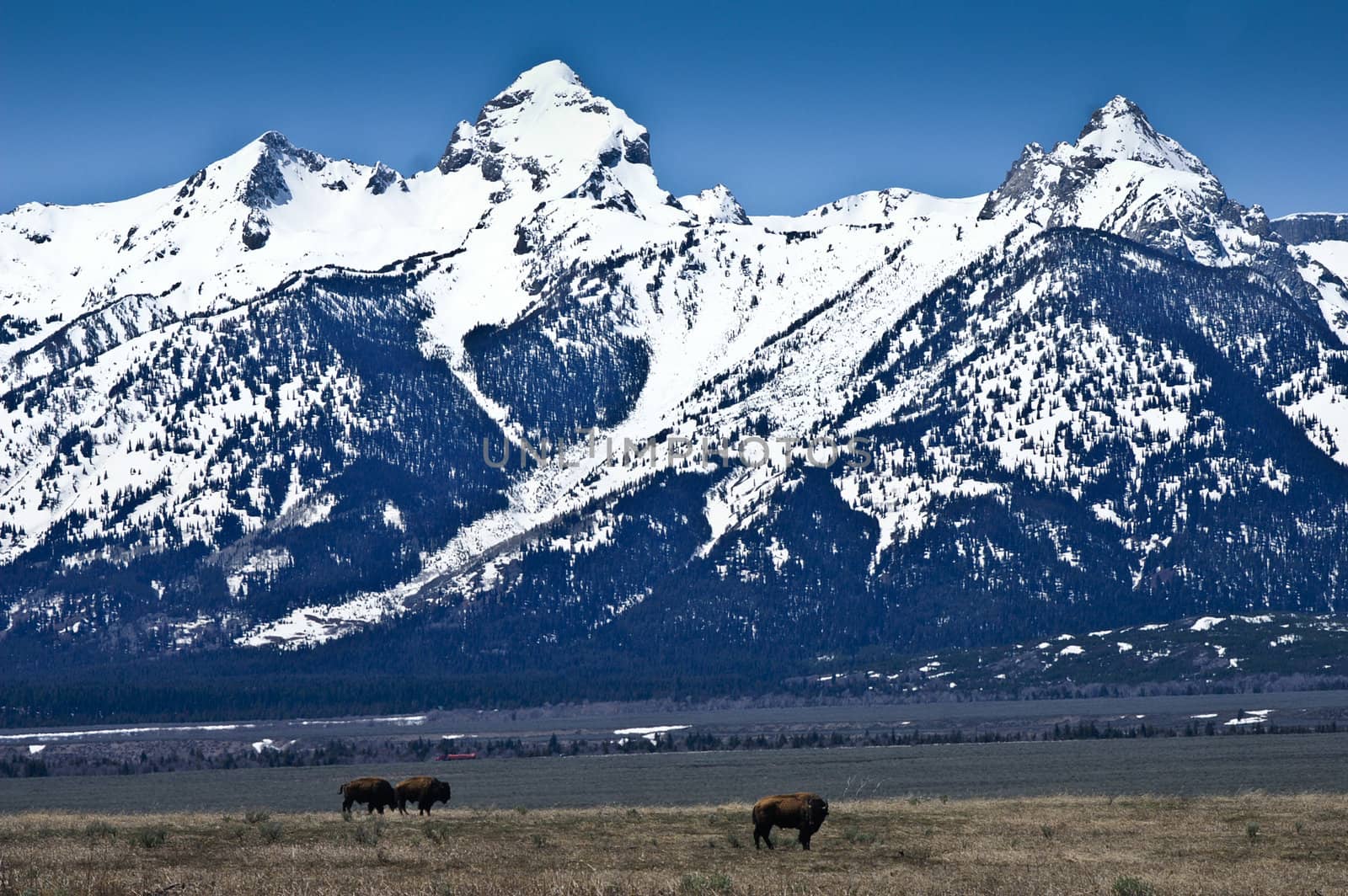 Bison roam in valley at Grand Tetons National Park Wyoming