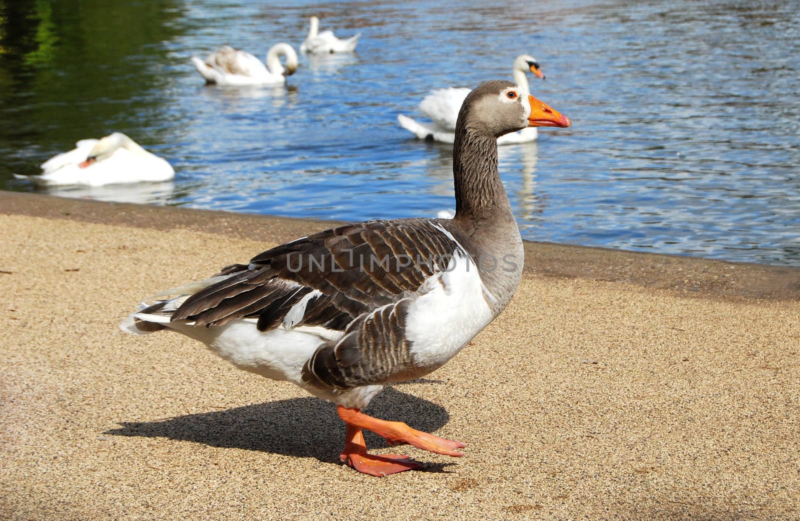 Duck closeup on lake bank, water, swans