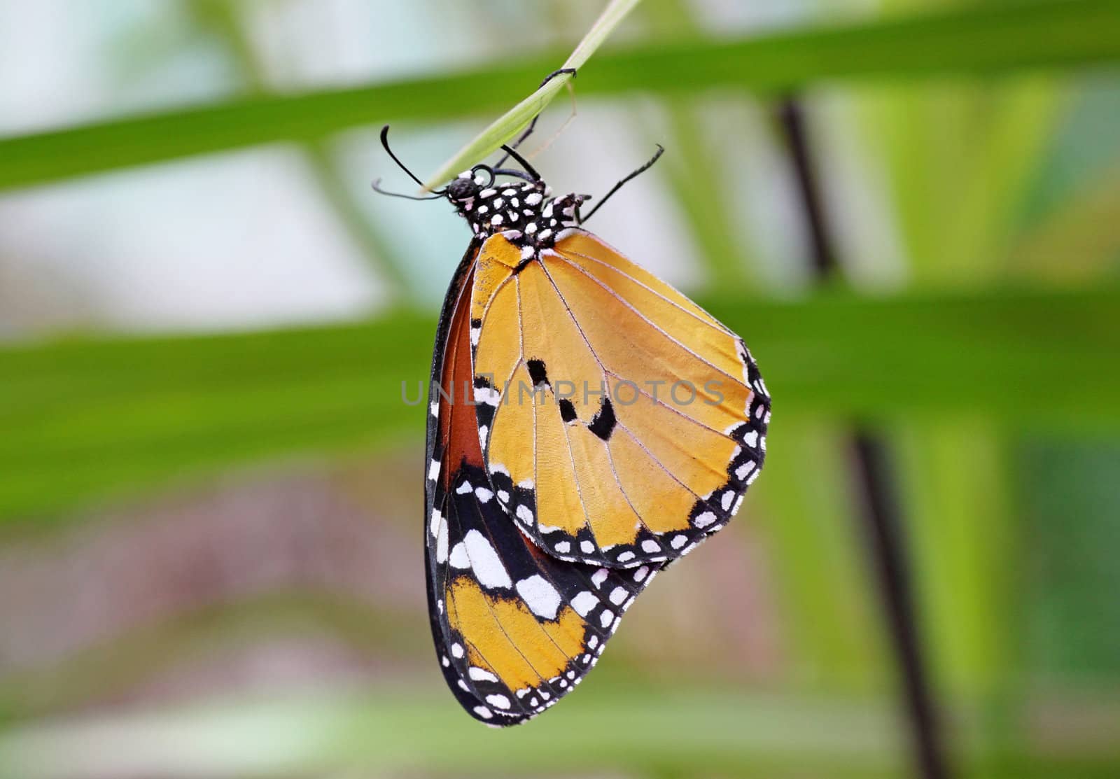 Monarch butterfly hanging upside down on a leaf