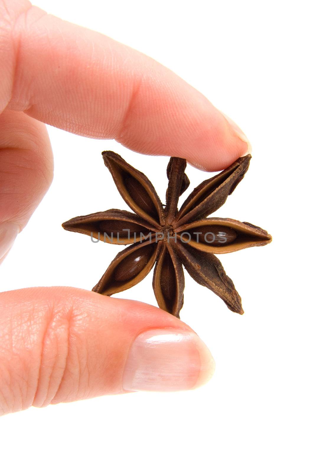 hand is holding whole star anise in closeup over white background