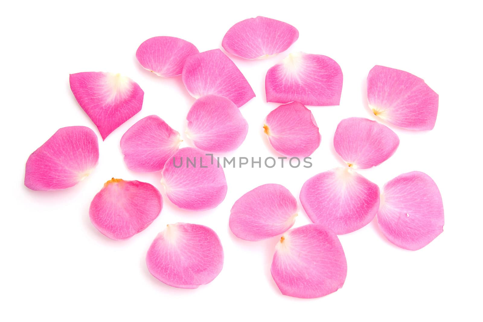 lots of pink rose leaves over white background
