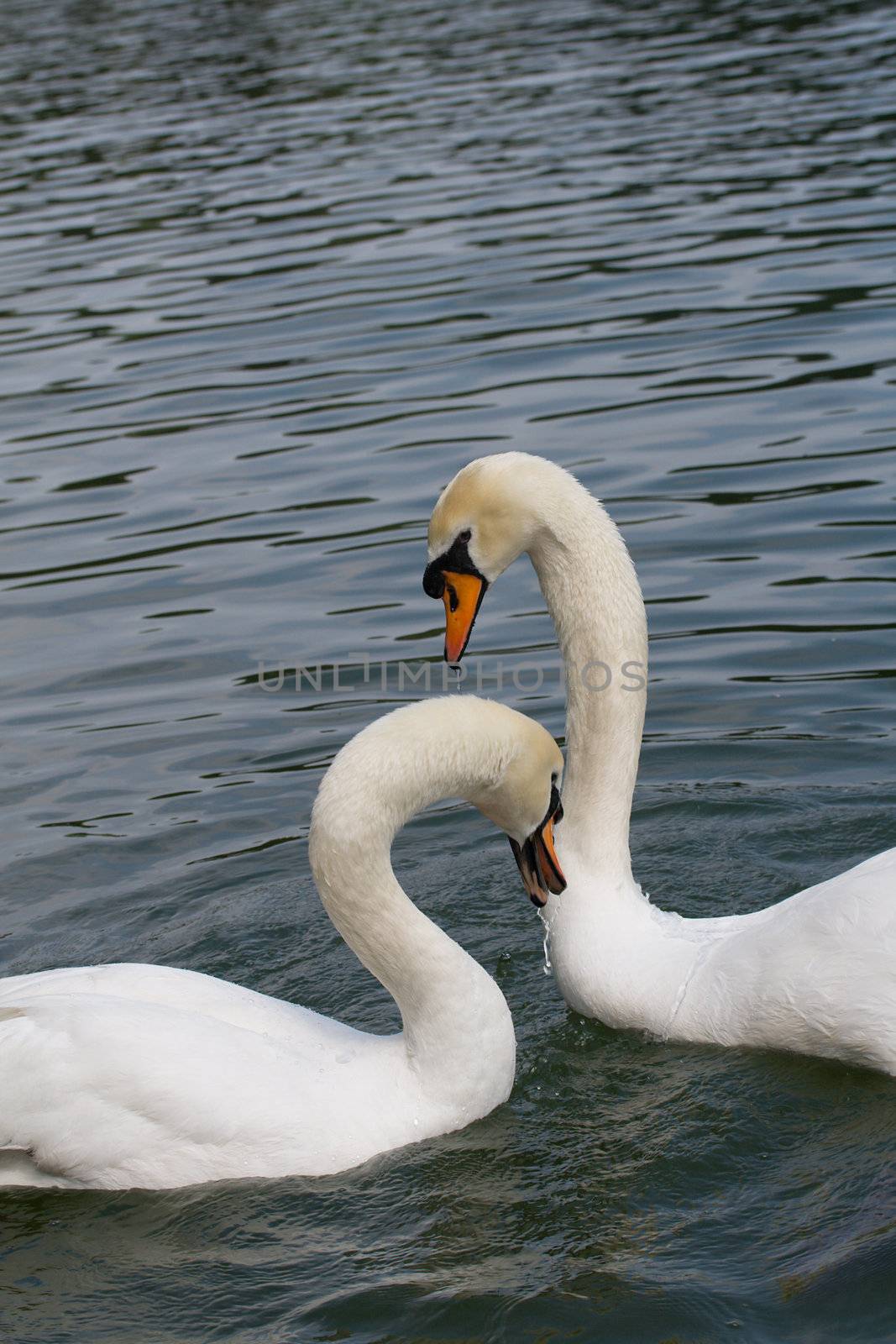 two swans in love, isolated on white