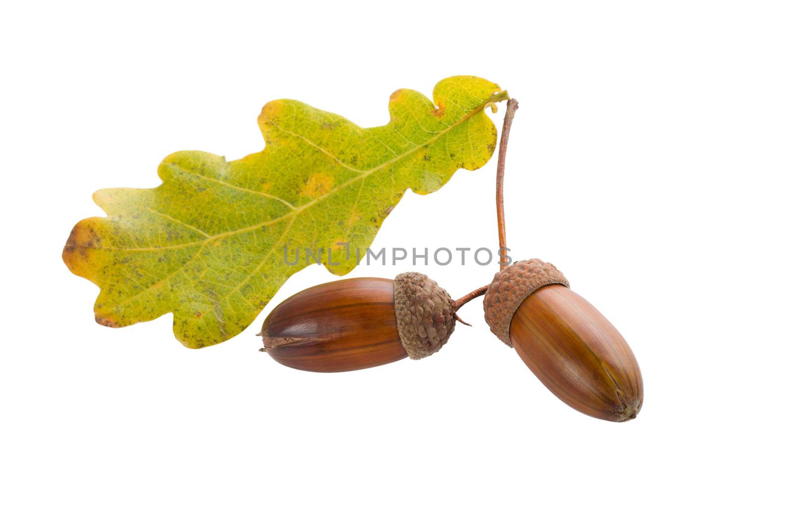 close-up two autumn acorns with oak leaves, isolated on white