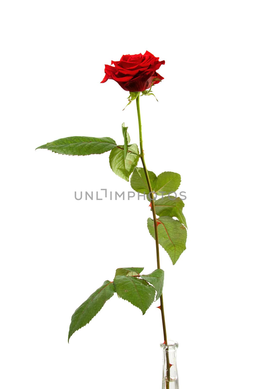 One single red rose over white background
