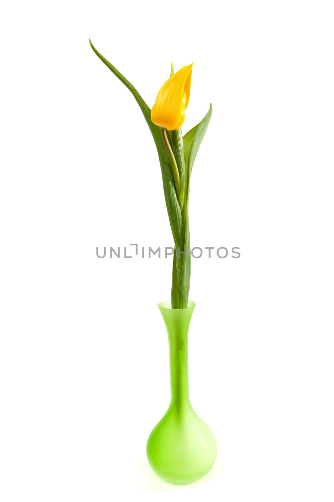 One single beautiful yellow Dutch tulip in green vase over white background