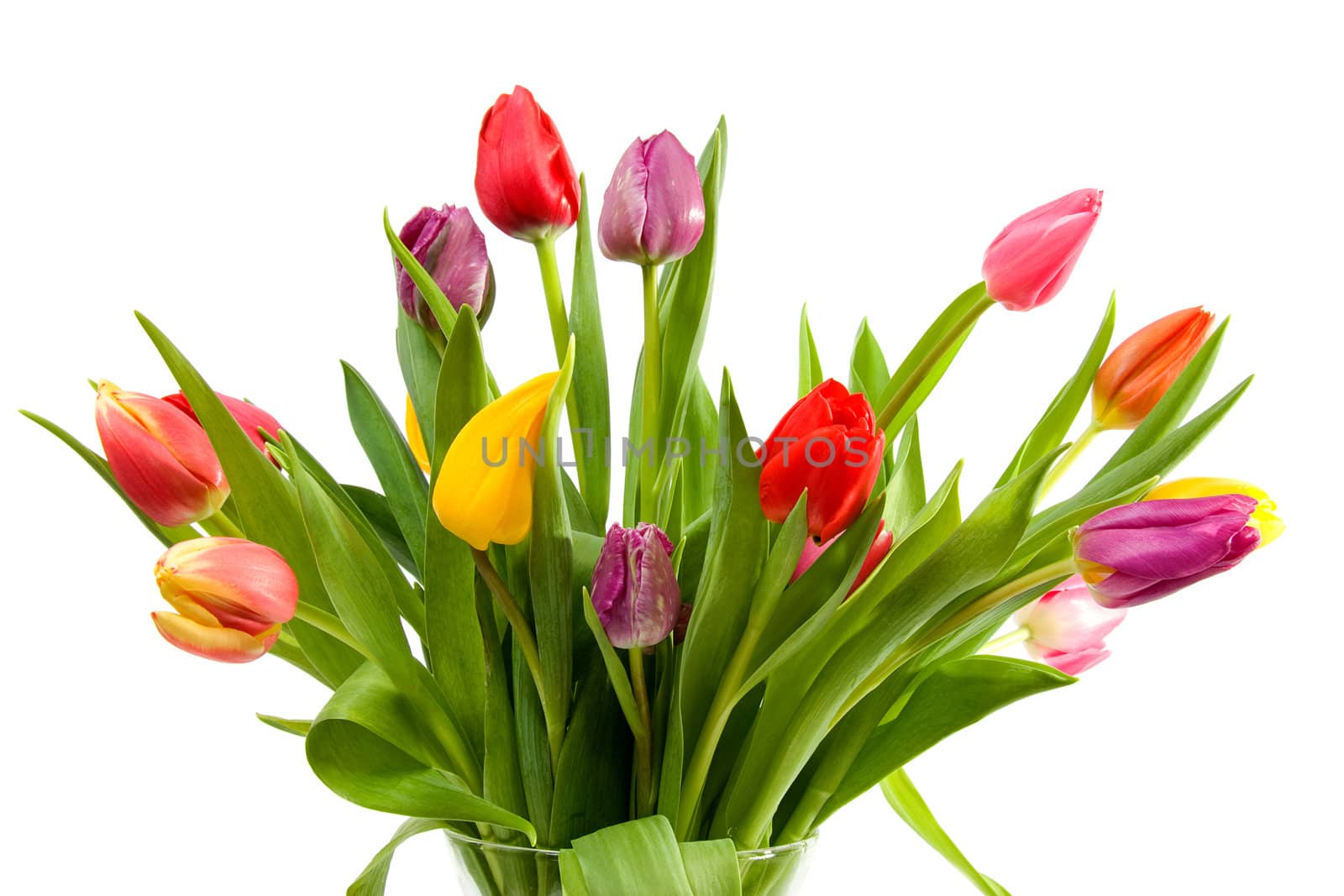 bouquet of Dutch tulips over white background