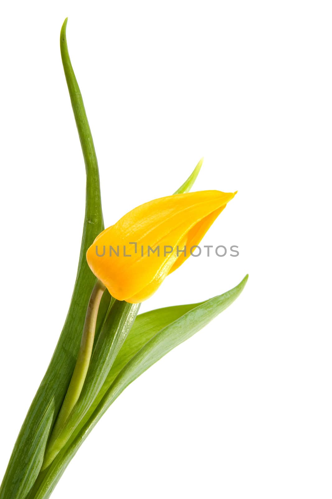 One single beautiful yellow Dutch tulip over white background