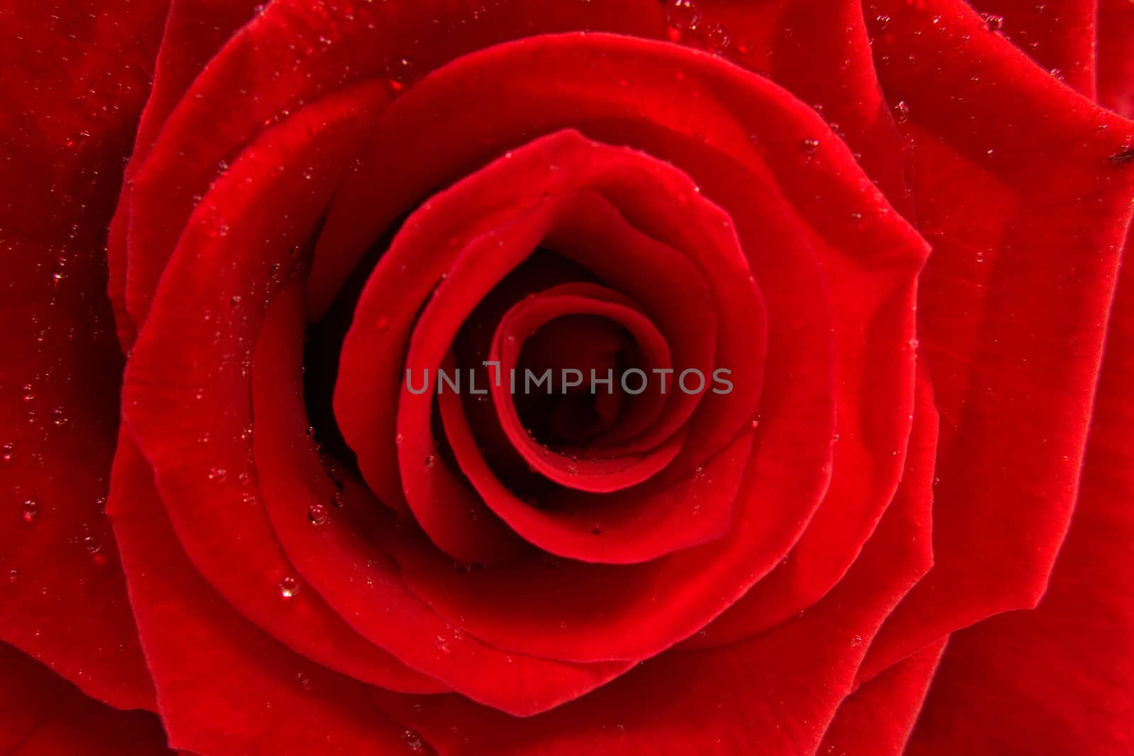 red rose with waterdrops in closeup