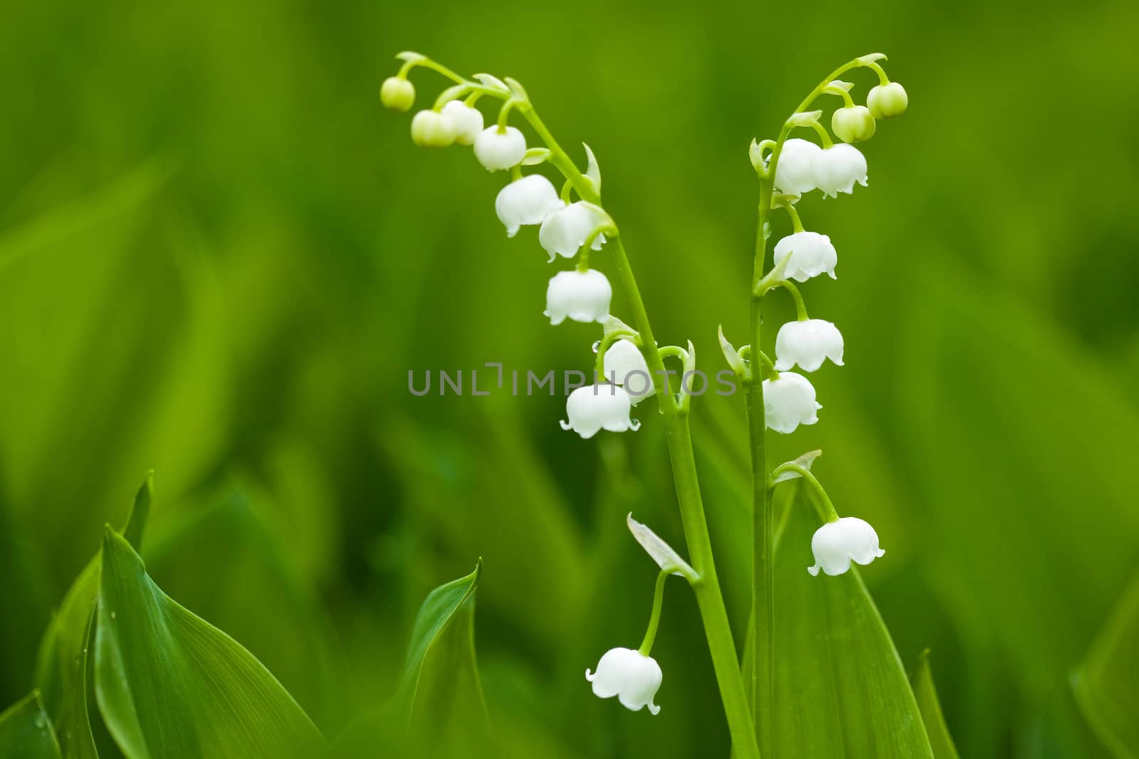 The lilies of the valley, small flowers, nature closeup