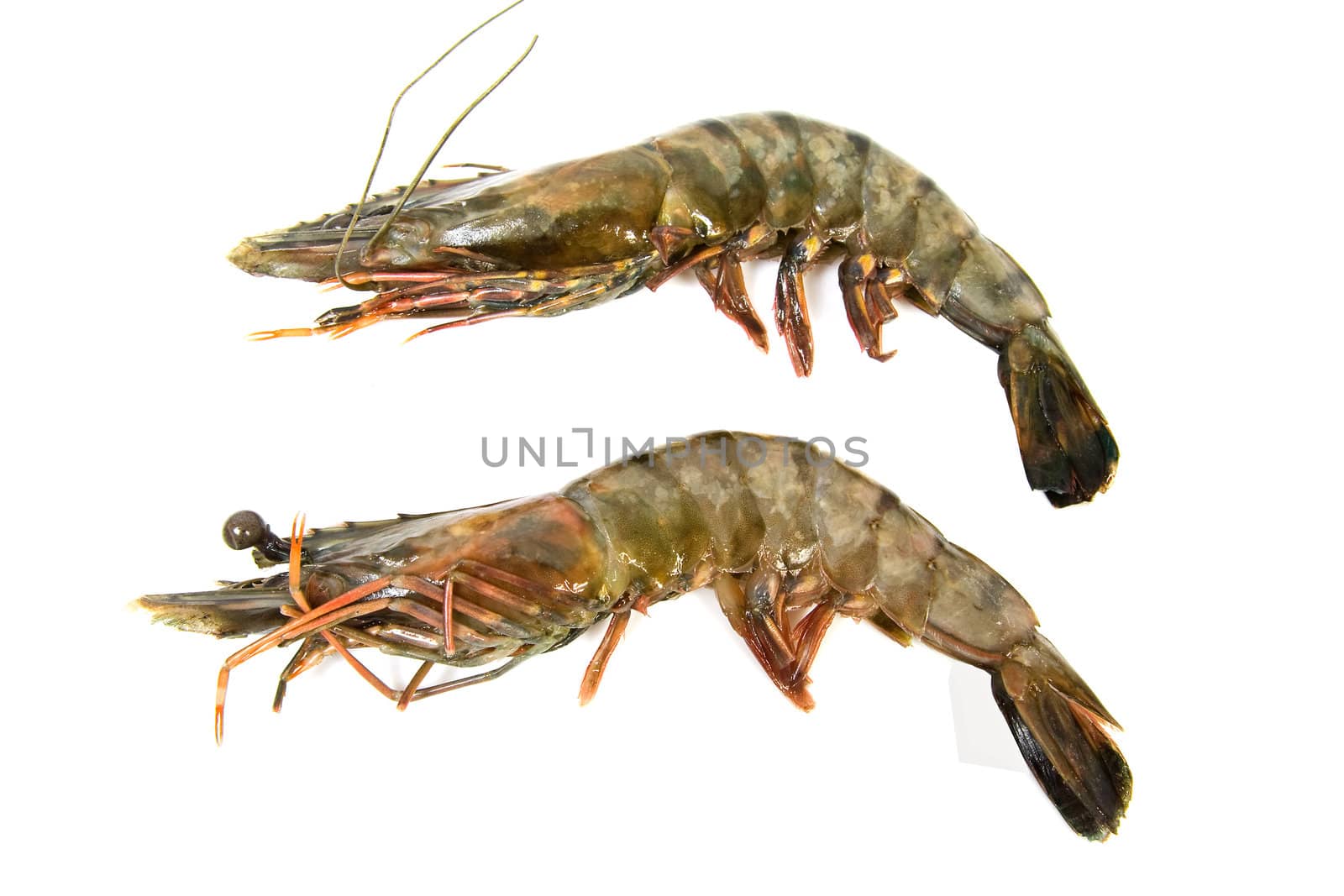 Two raw shrimp isolated on white background