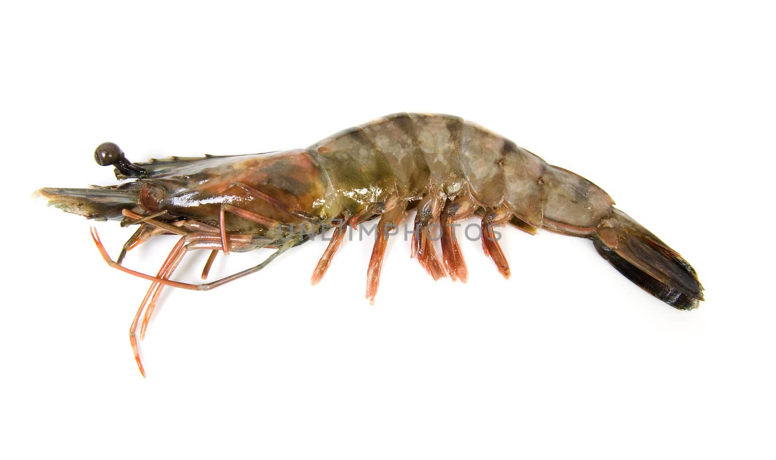 One raw shrimp isolated on white background