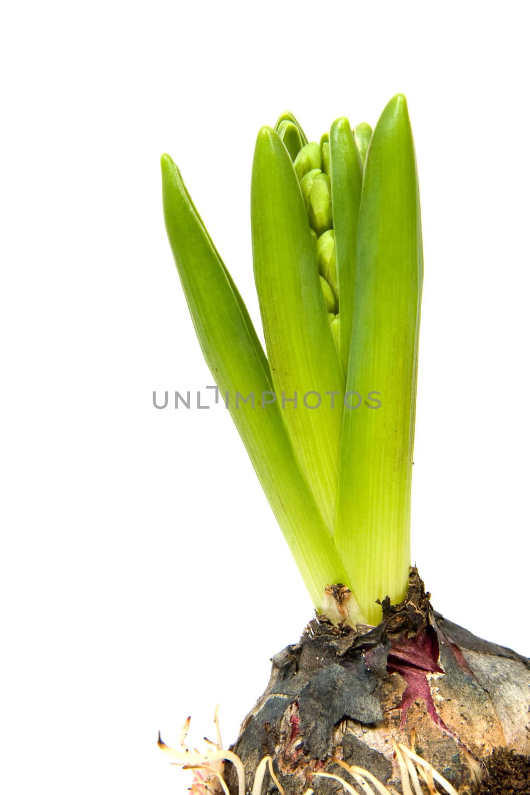 Hyacinth flower in closeup over white background