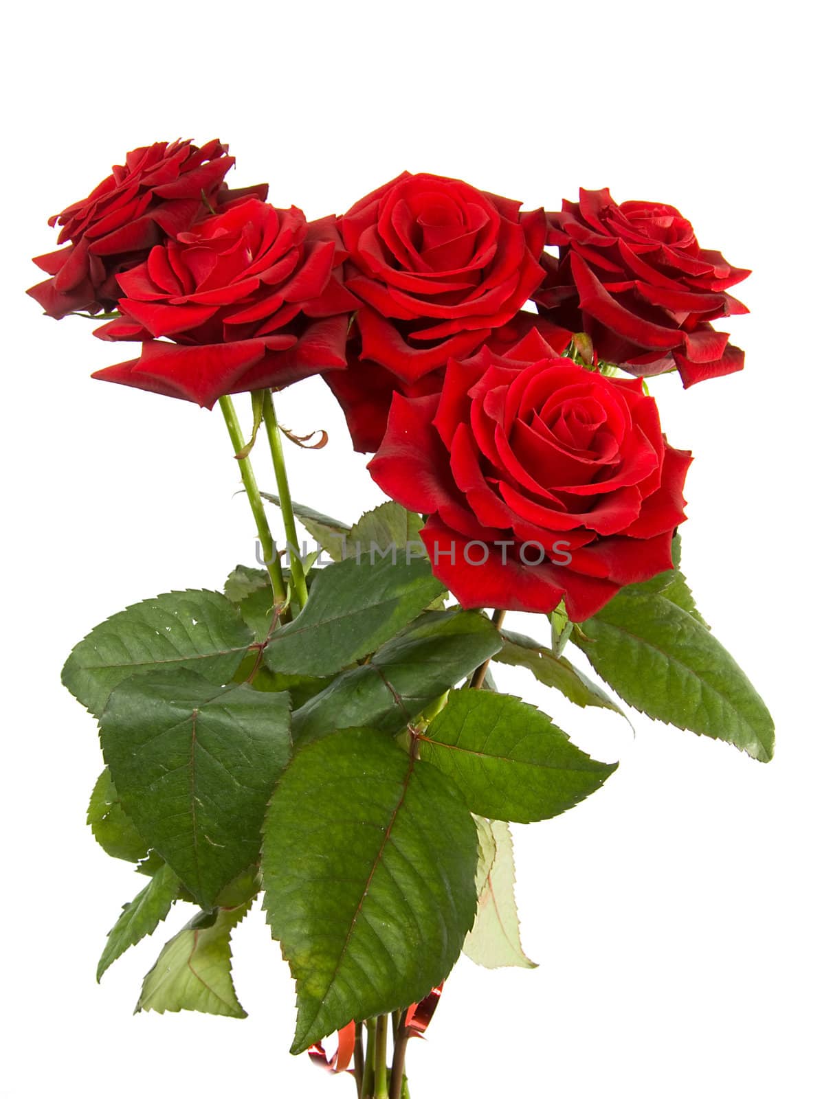 bouquet of red roses isolated on white background