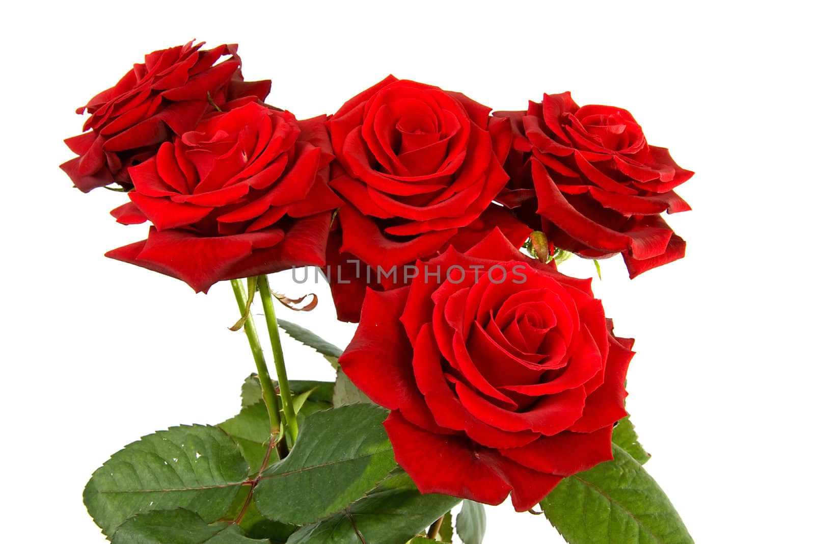 bouquet of red roses isolated on white background