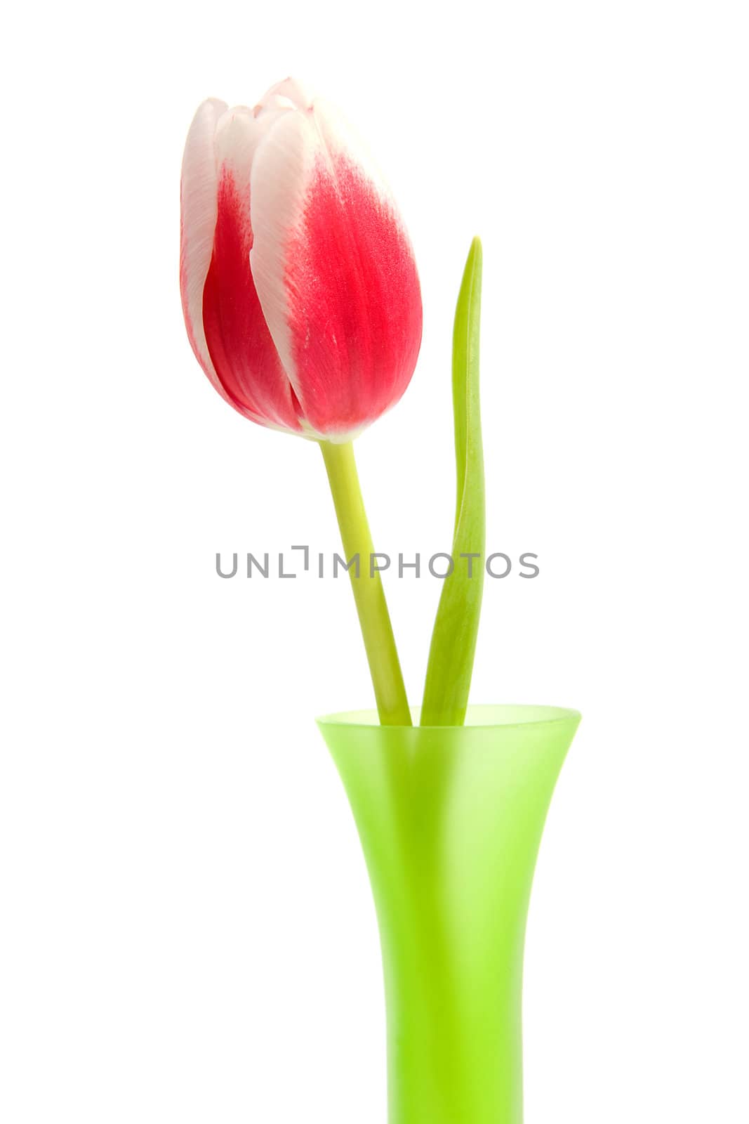 pink Dutch tulip in green vase over white background