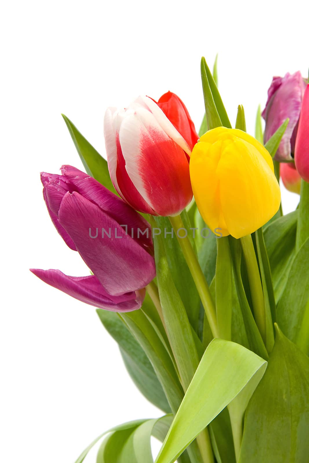 Colorful Dutch tulips in closeup over white background