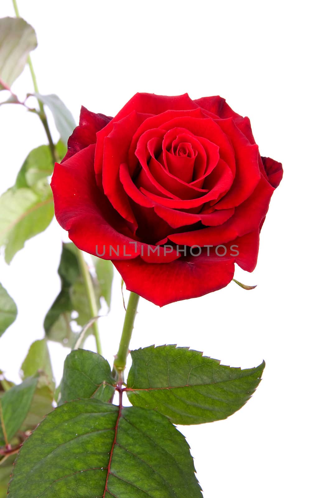red rose in closeup over white background