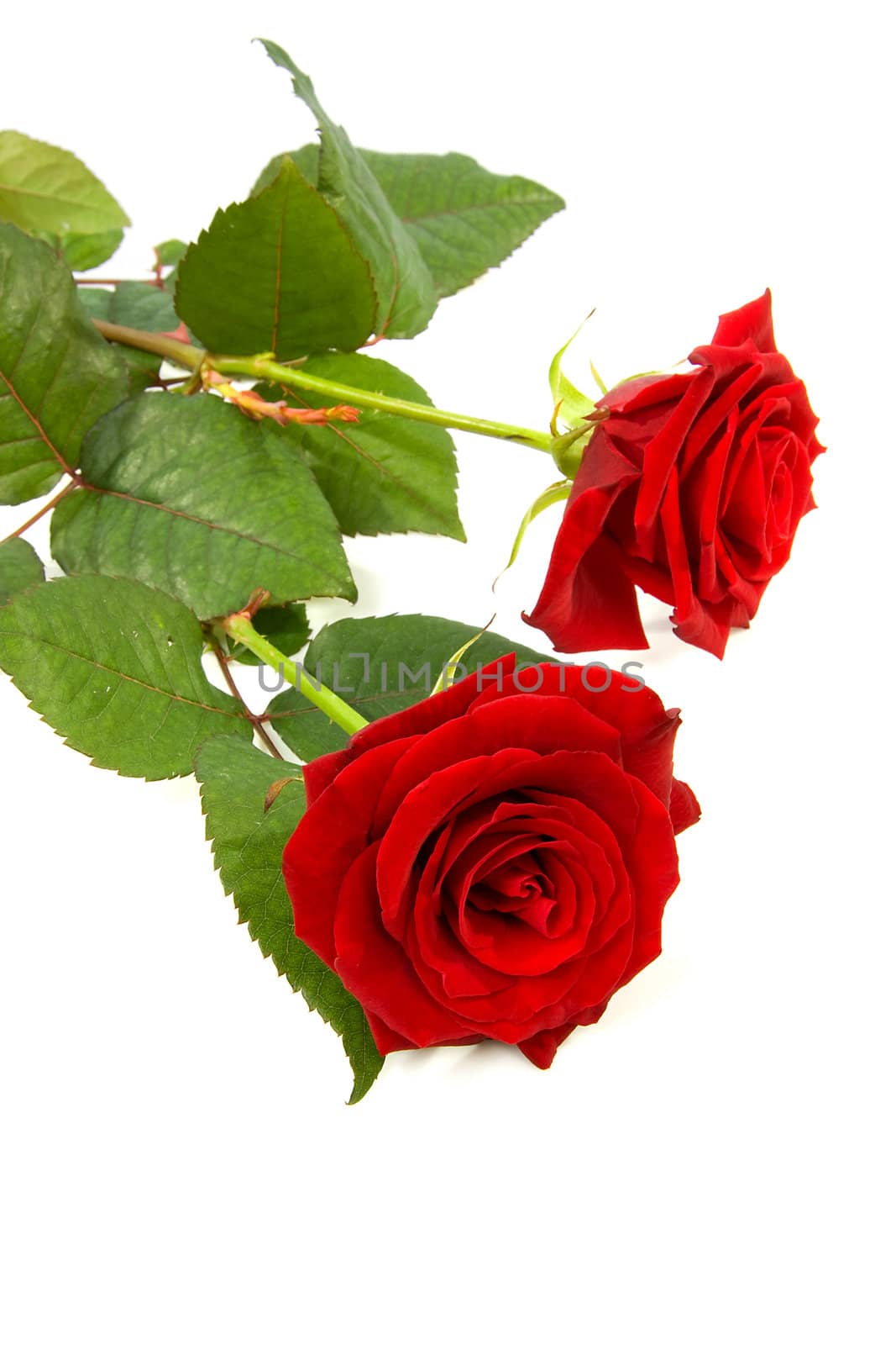 two red roses lie over white background