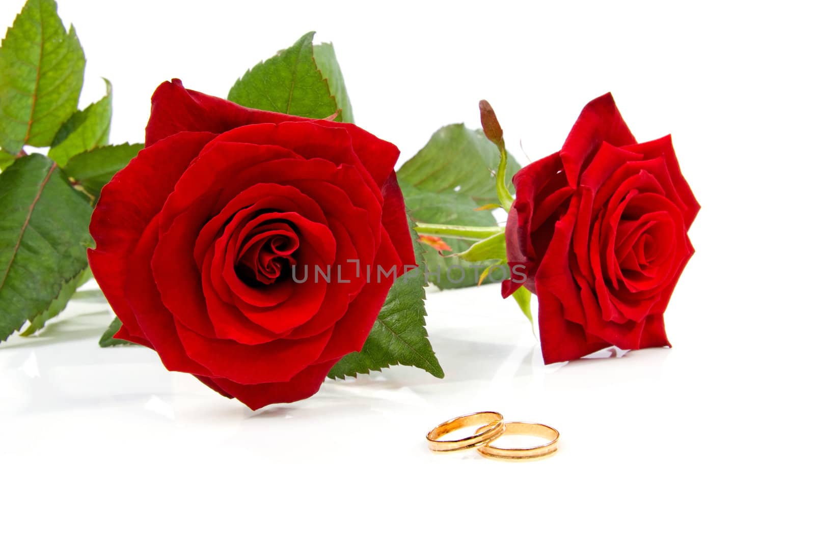Two red roses and wedding rings over white background