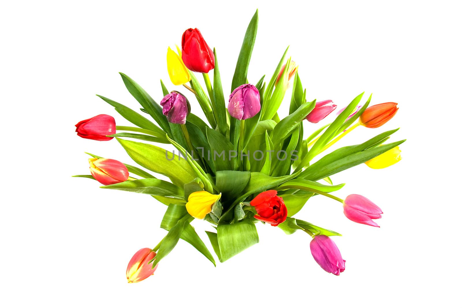 bouquet of colorful Dutch tulips over white background