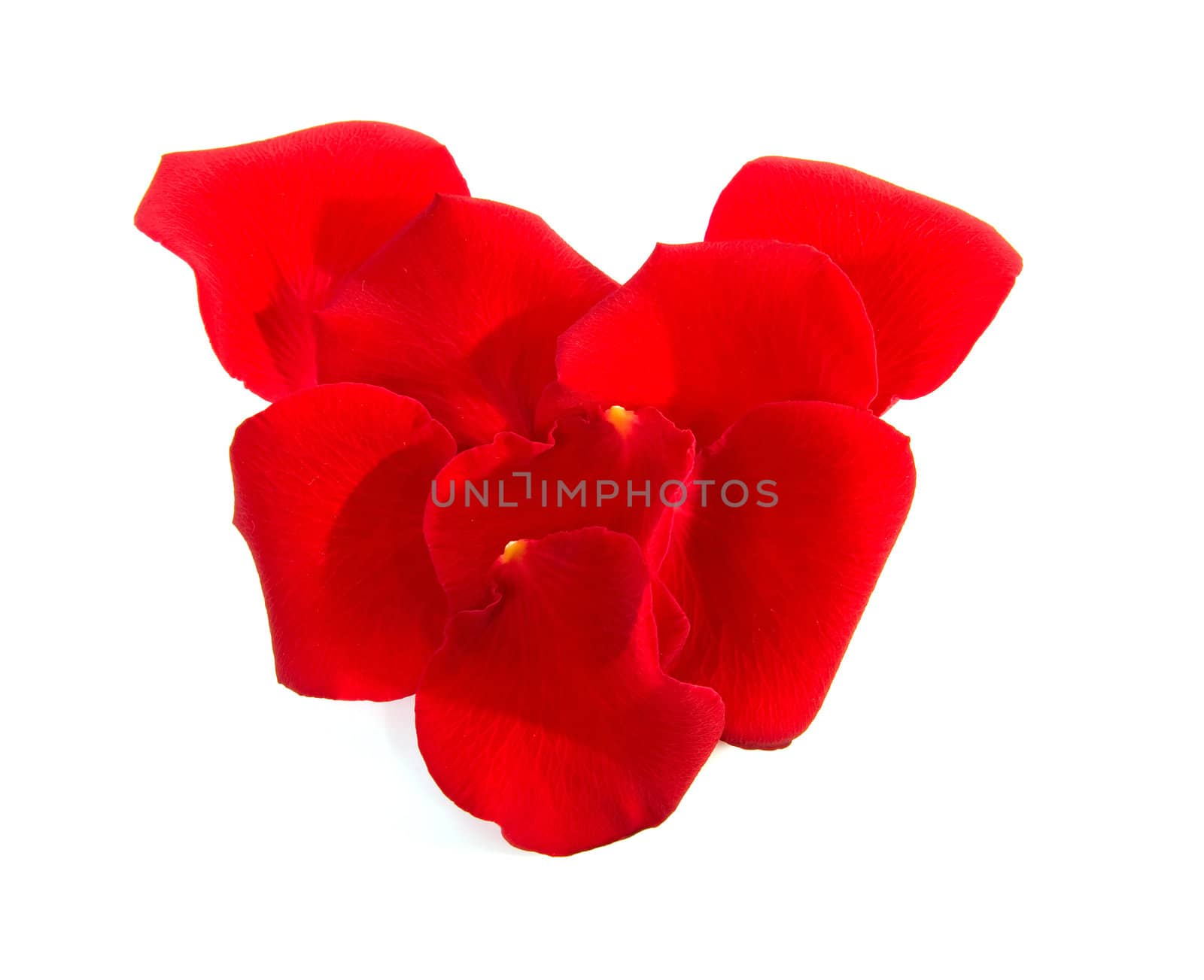 red rose leaves in heart shape over white background