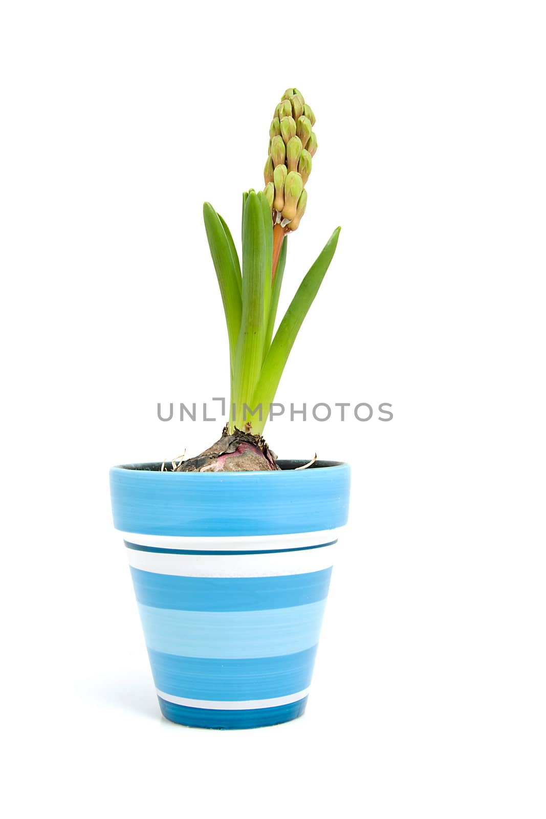 hyacinth flower in blue pot isolated on white background