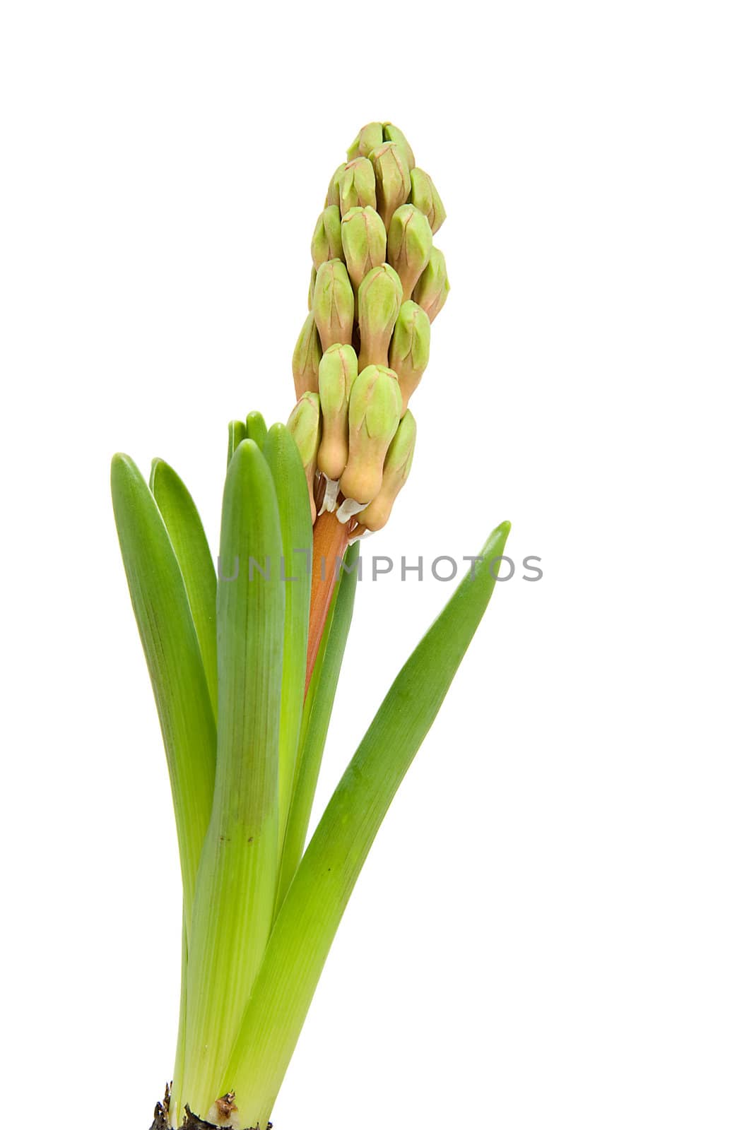 hyacinth flower in closeup isolated on white background