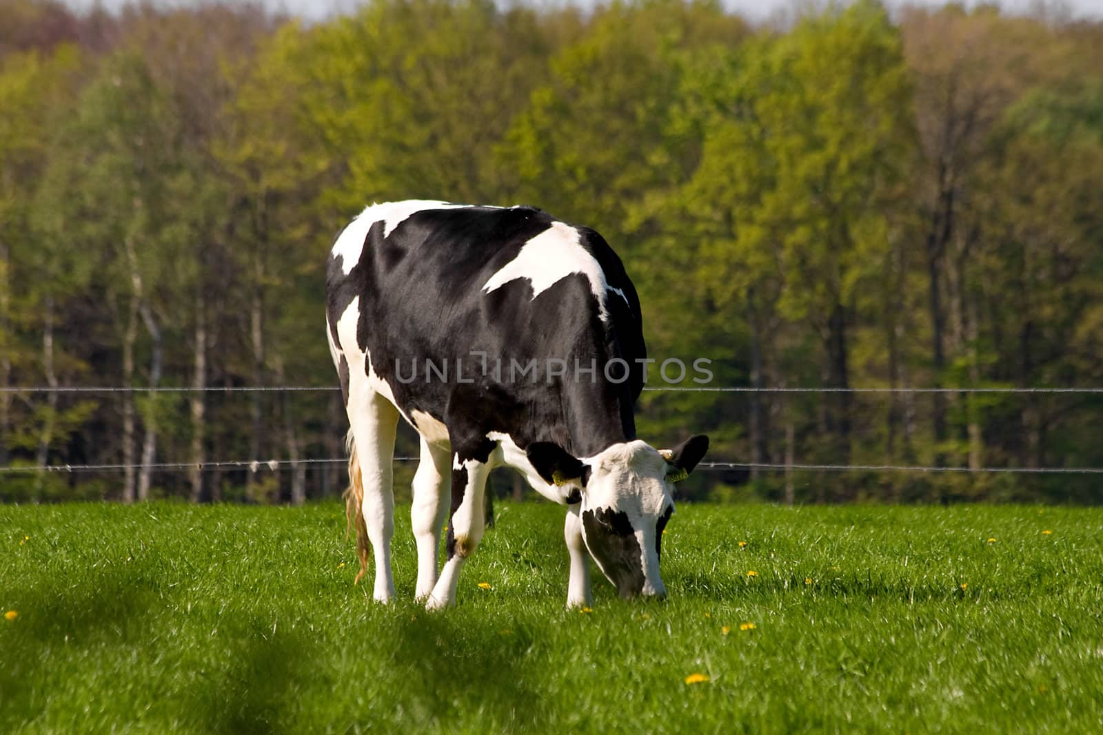 Black and white Dutch cow in grass field