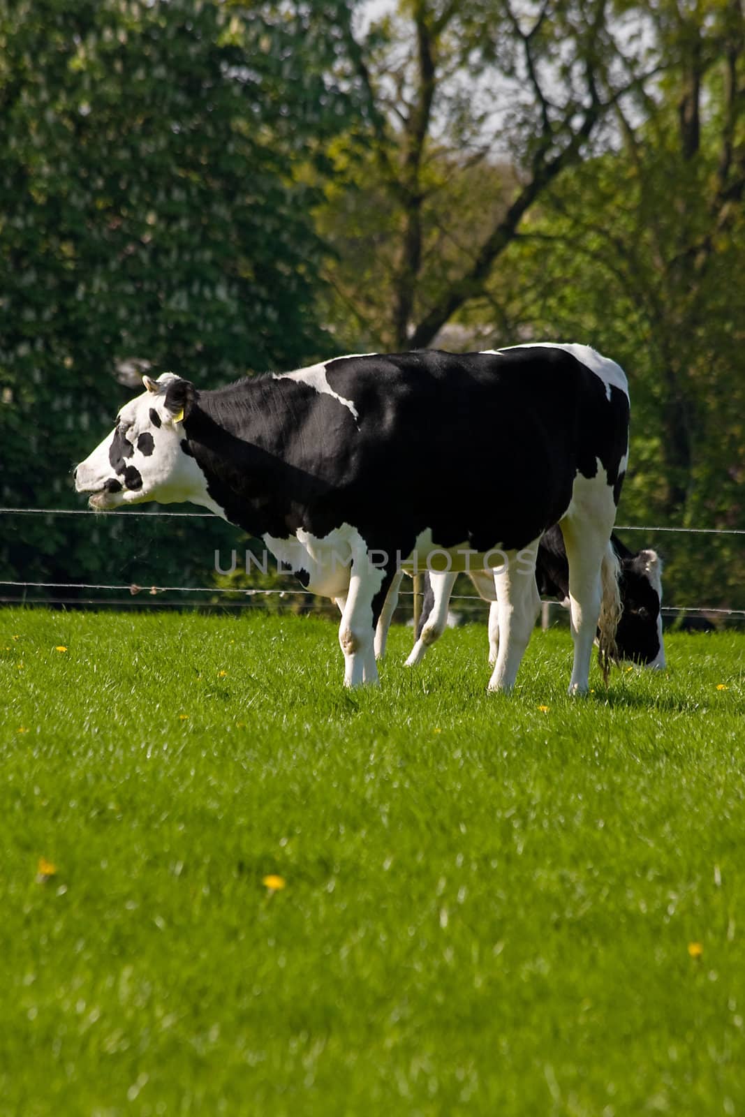 Black and white Dutch cow in grass field