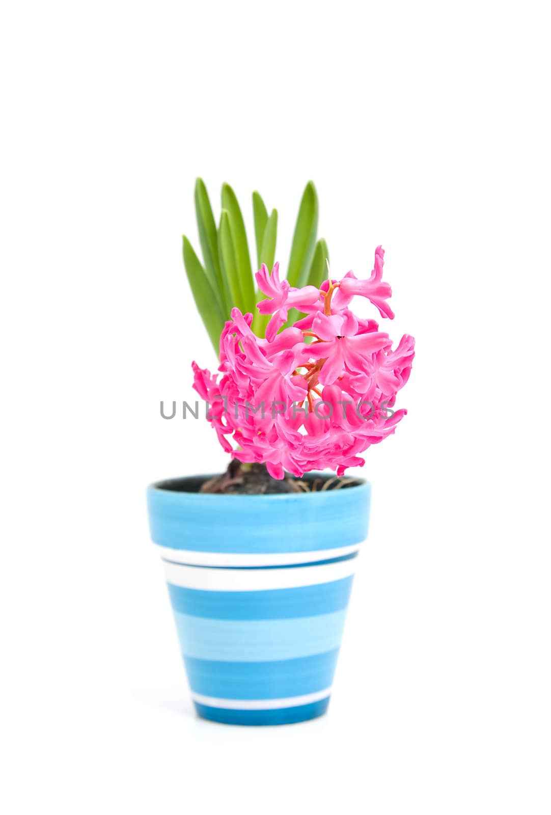 Pink hyacinth flower in blue pot over white background
