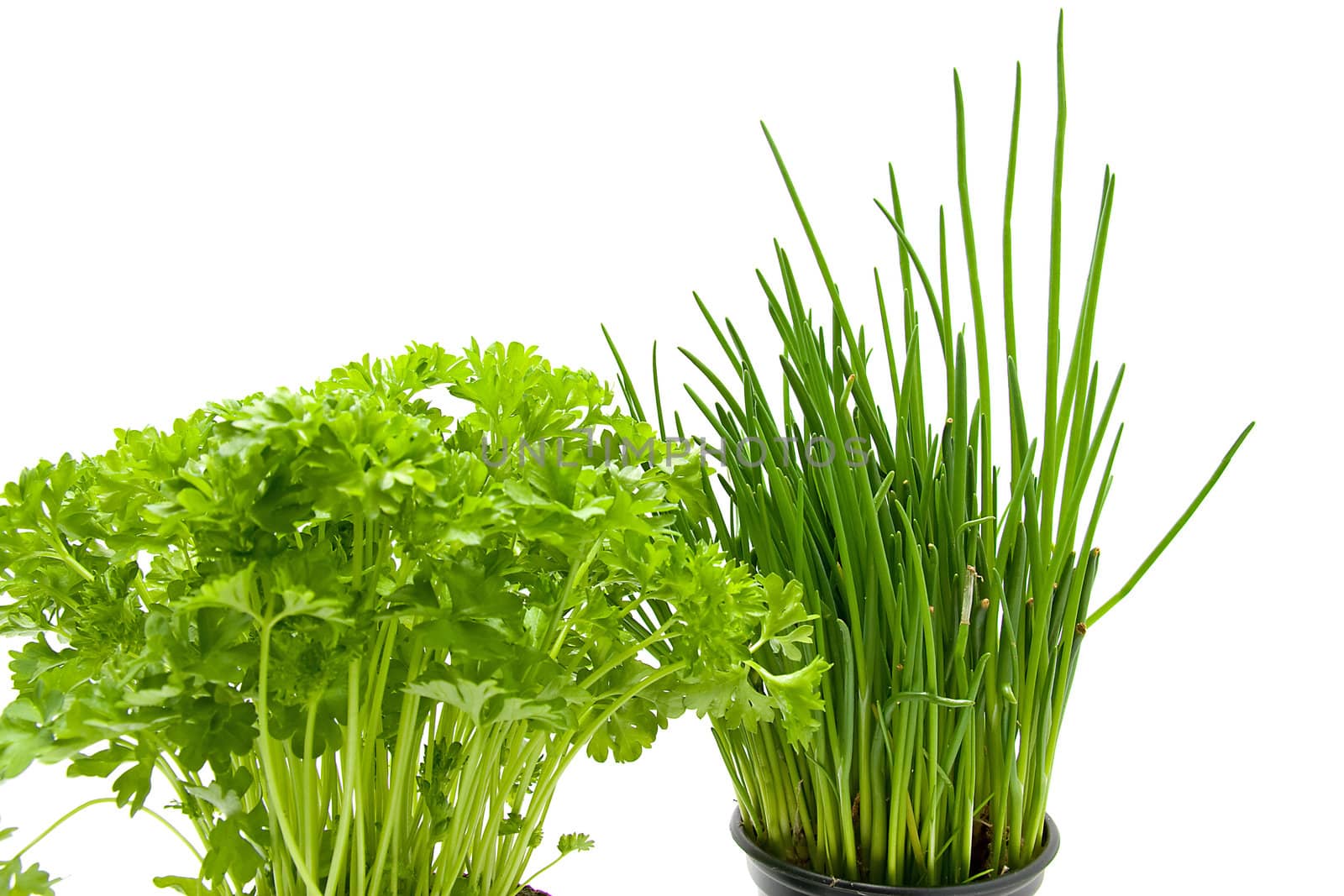 Fresh parsley and chives isolated on white background