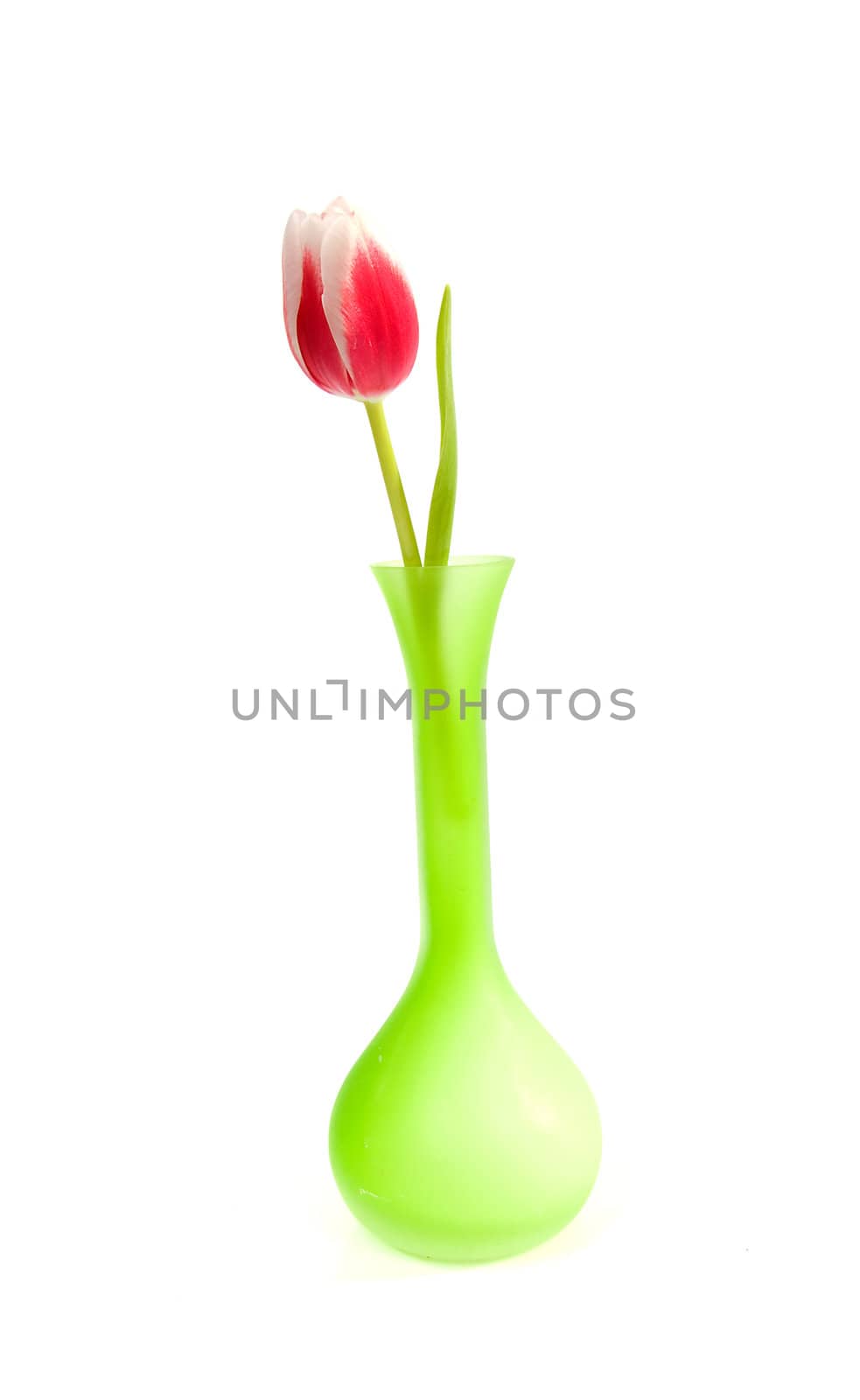 beautiful pink Dutch tulip in green vase isolated on white background
