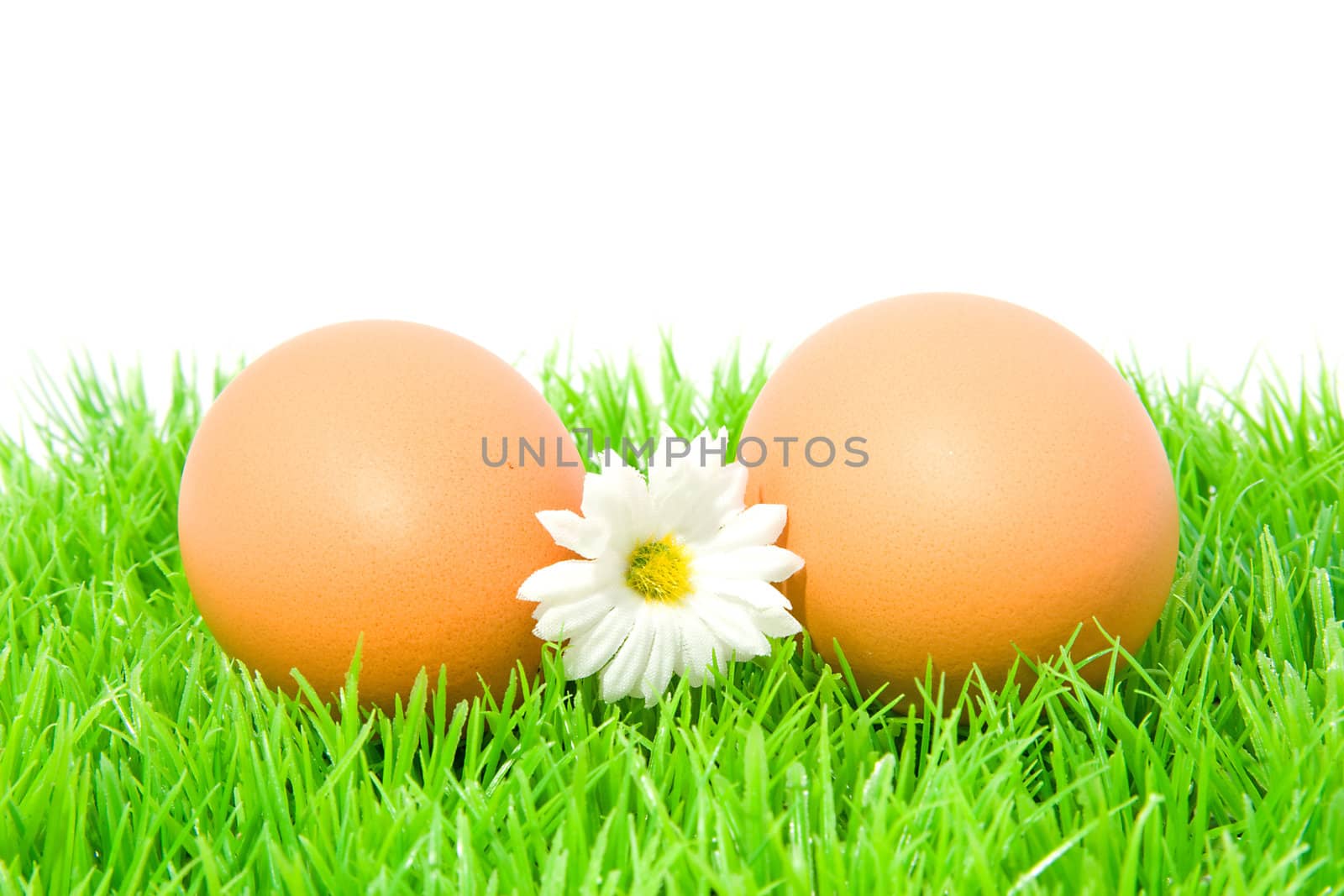 Two brown chicken eggs on grass with little white flower over white background