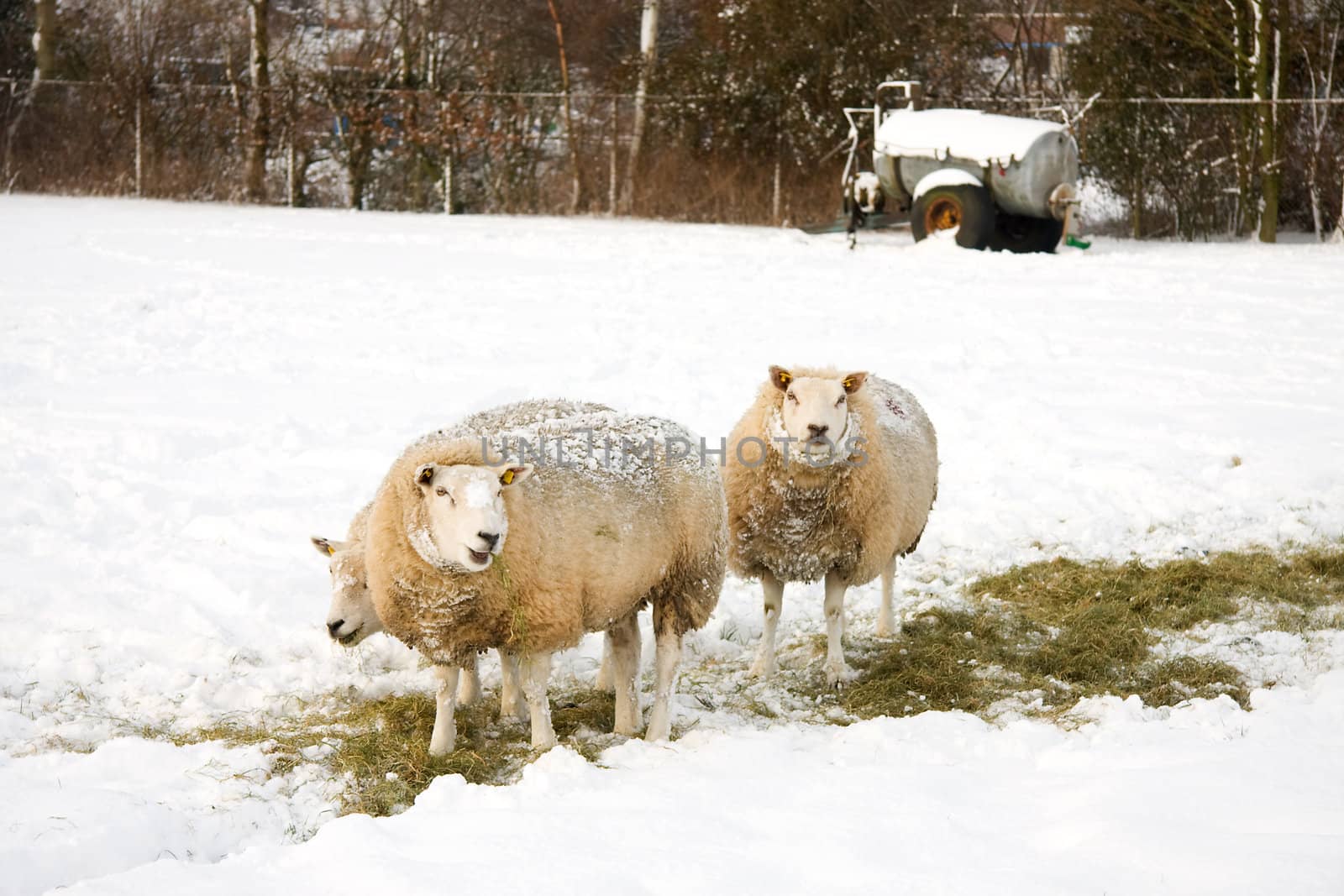 Sheeps in the snow on a meadow in the Netherlands