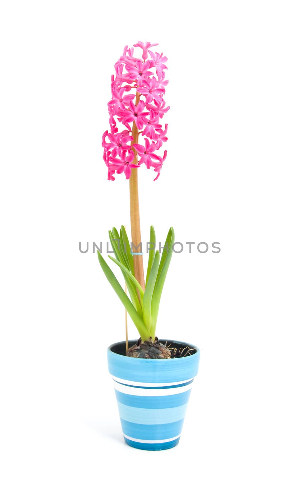 Pink hyacinth flower in blue pot over white background