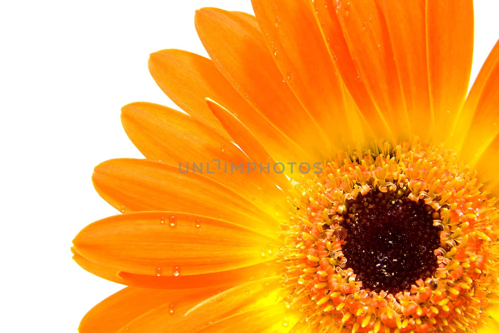 Orange gerber flower with water drops in closeup
