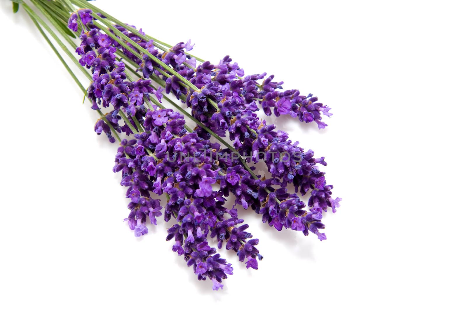 Plucked fresh lavender in closeup over white background