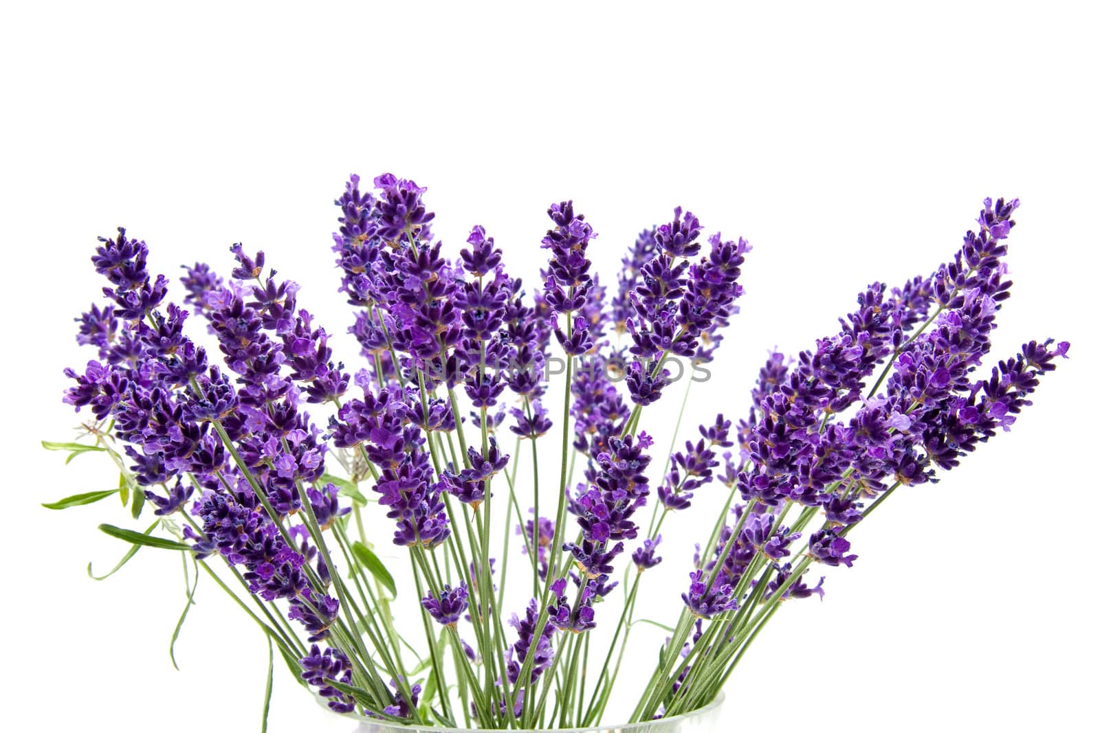 Plucked fresh lavender in closeup over white background