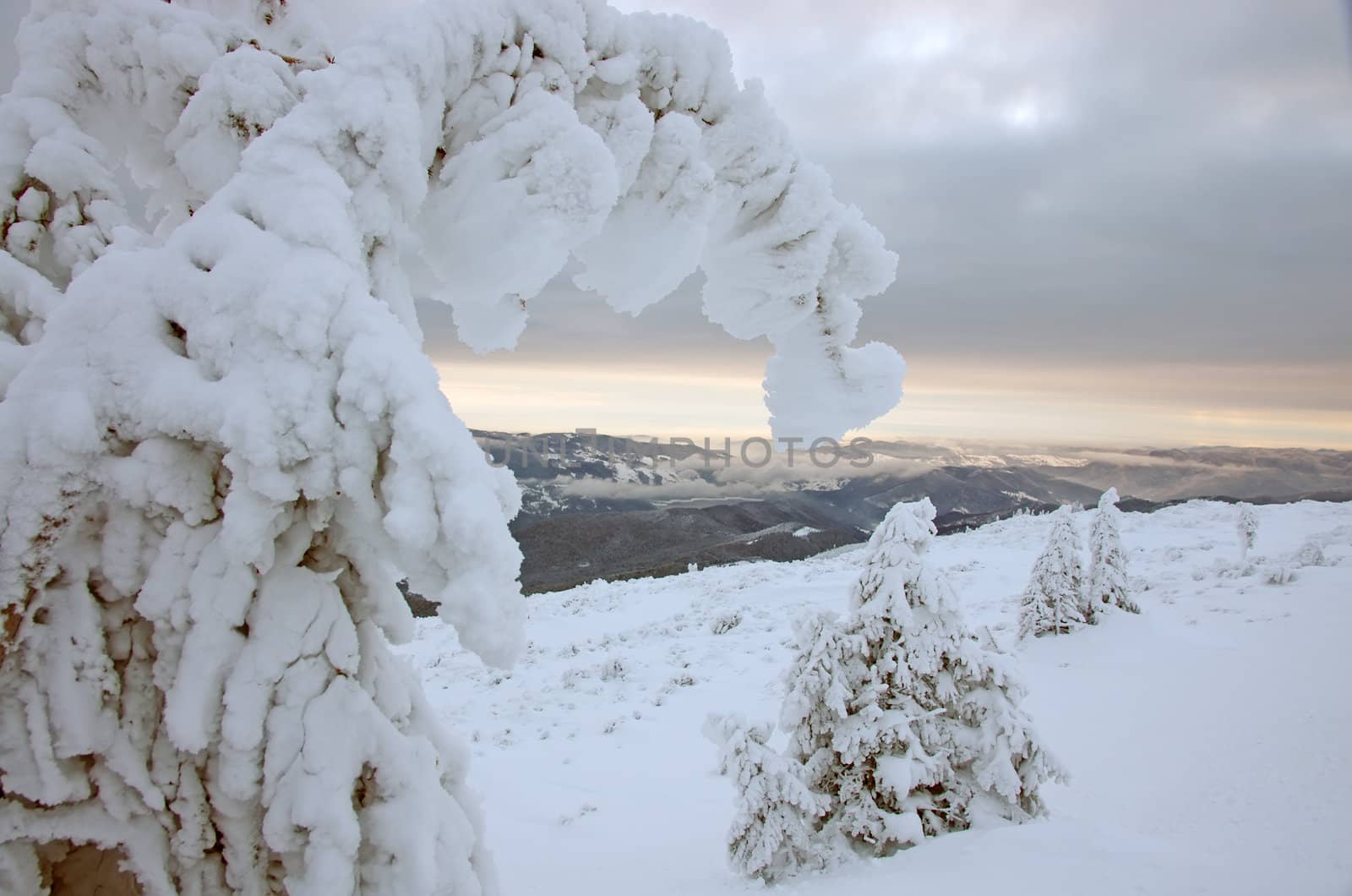 Snowy fir by savcoco