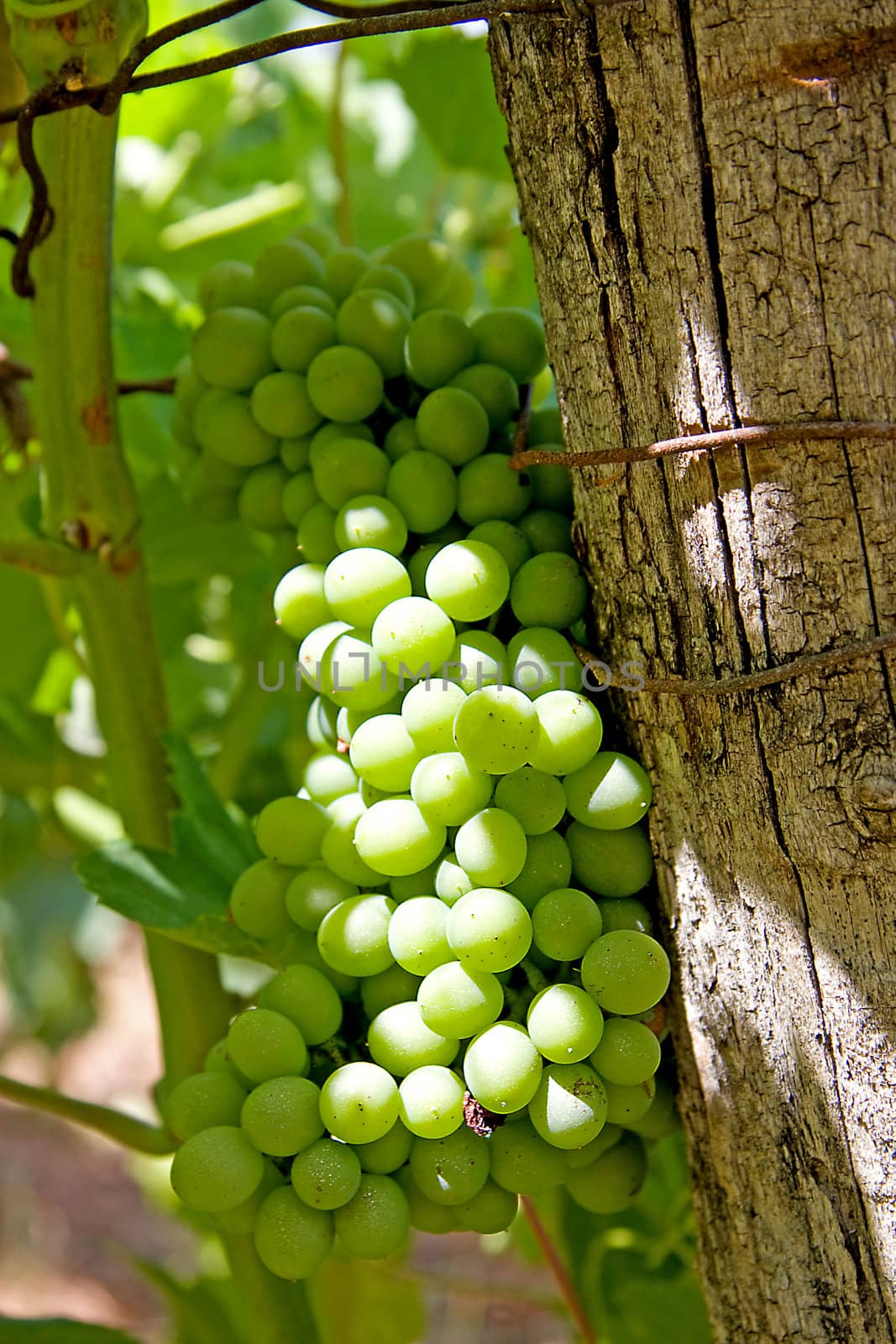White wine grapes in vineyard 