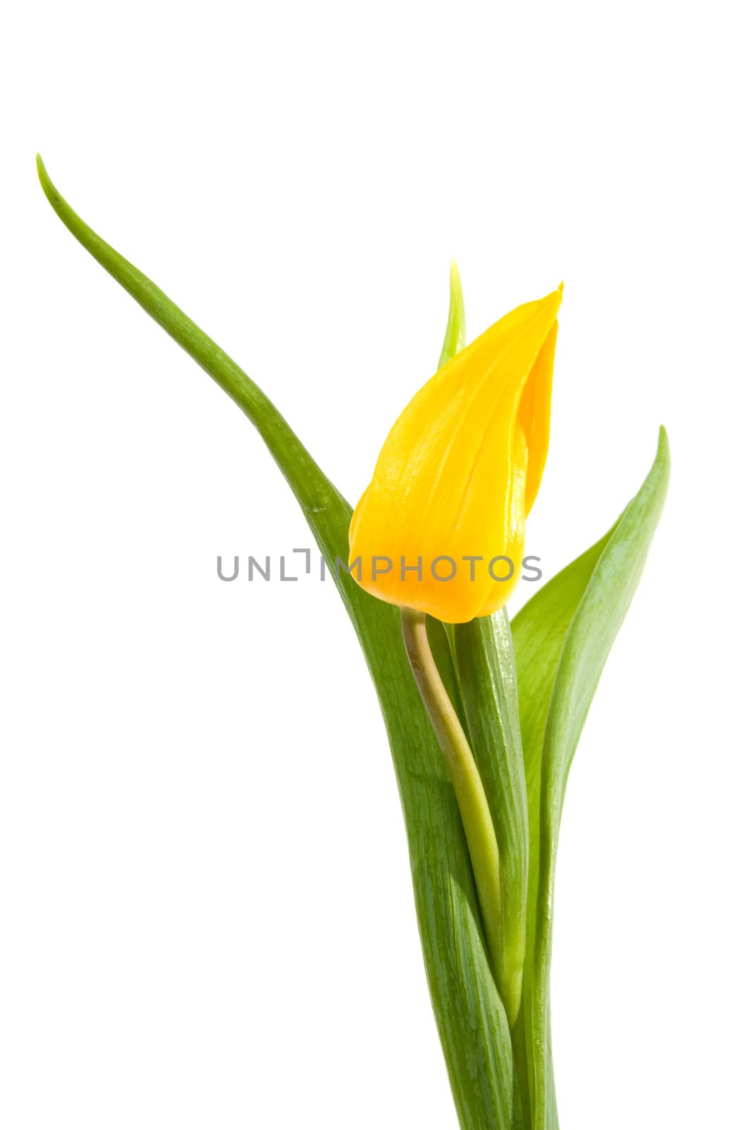 One yellow Dutch tulip over white background