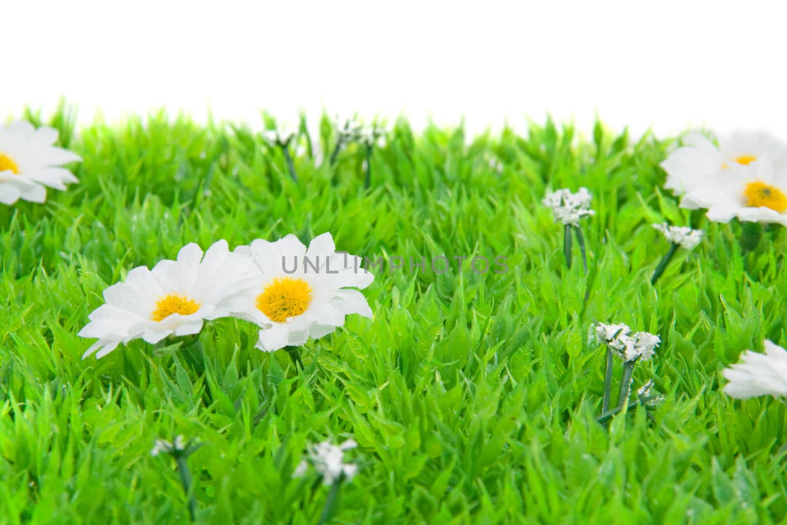 White little daisy flowers on grass over white background