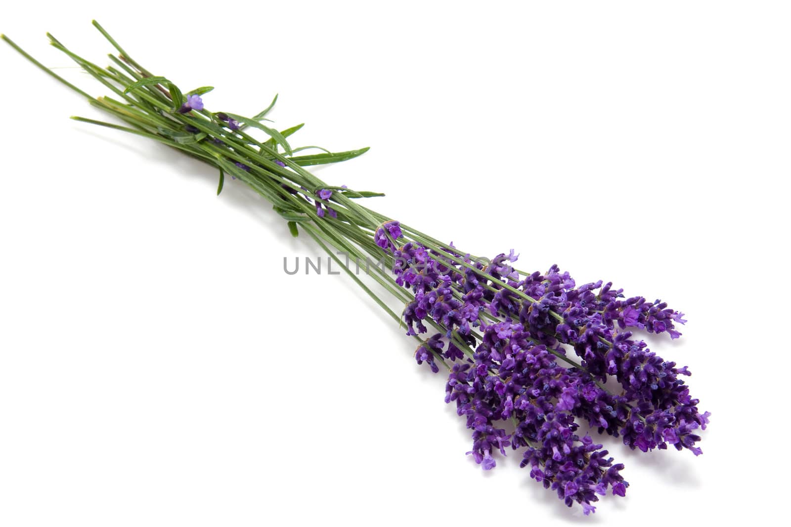 Little bouquet of plucked lavender over white background