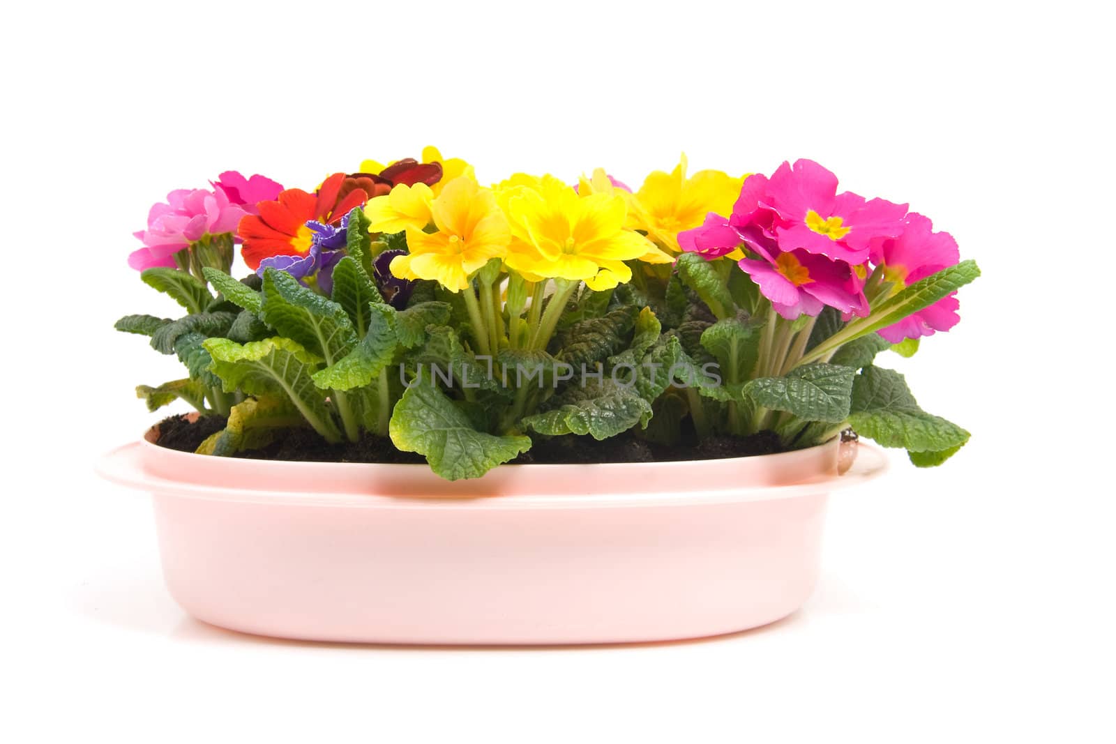 Colorful Primula flowers in pink pot isolated on white background