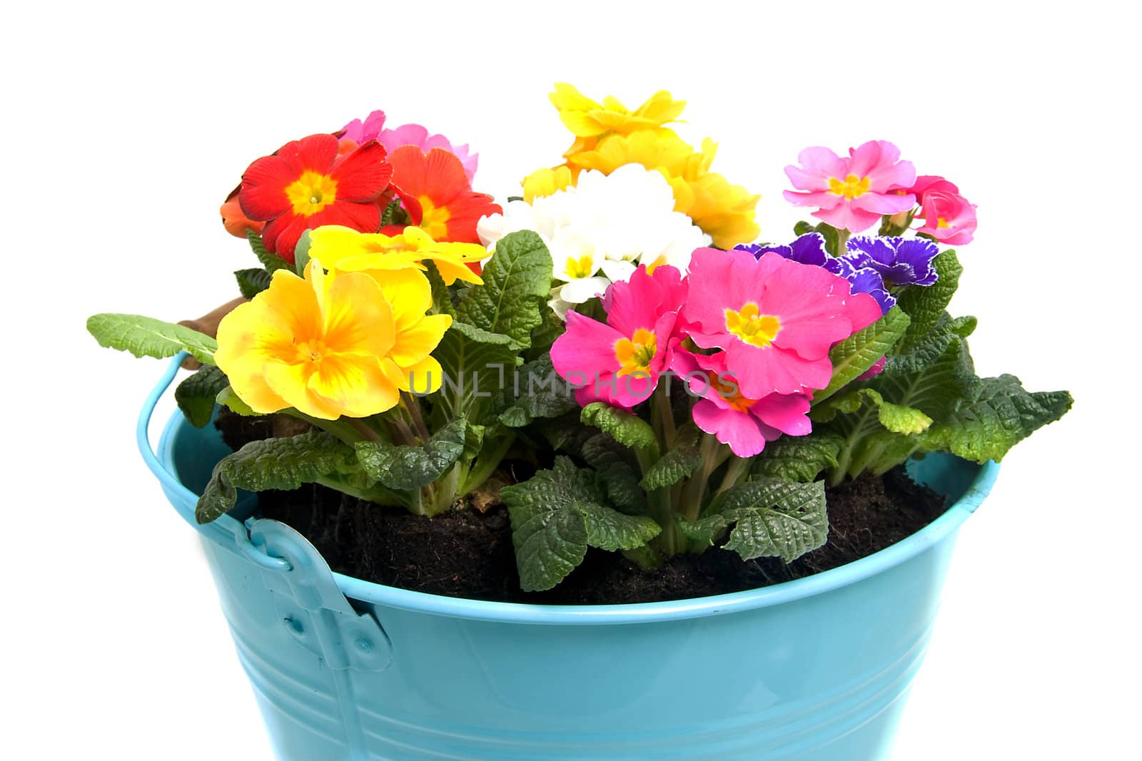 Colorful Primula flowers in blue bucket isolated on white background