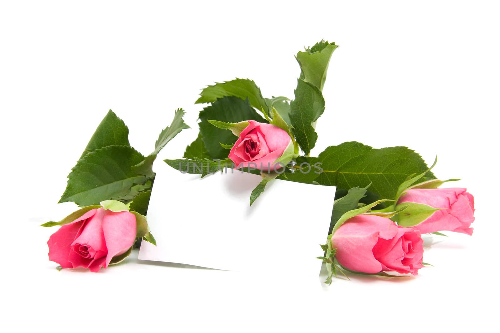 Pink roses and empty memo card with space for your own text, over white background