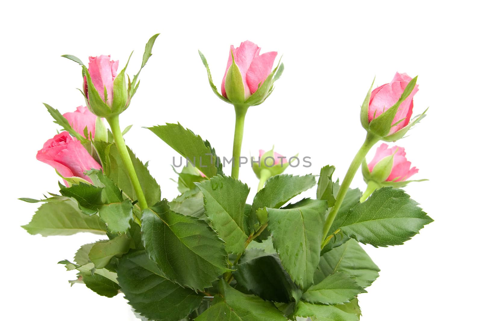 Bouquet of pink roses in closeup over white background