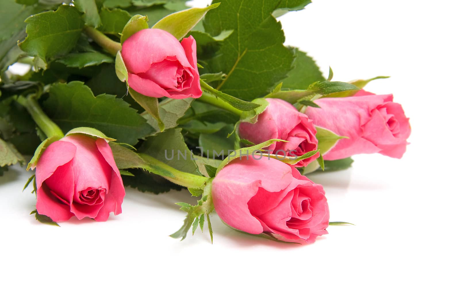 Bouquet of pink roses in closeup over white background