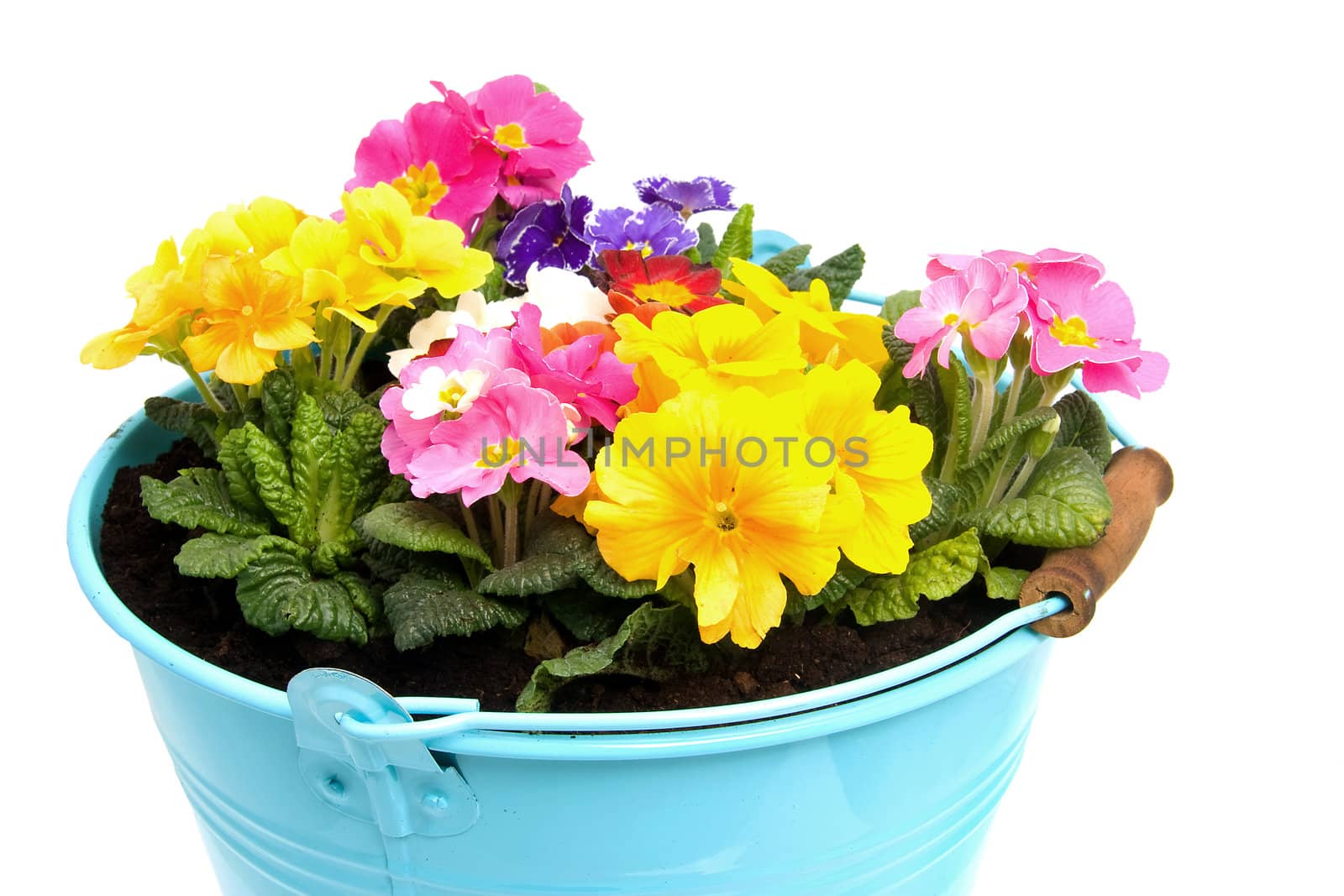 Colorful Primula flowers in blue bucket isolated on white background